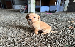 Labrador Retriever dogs for sale: Stunning Fox red labradors - Image 1