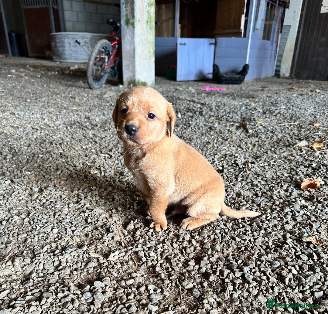 Labrador Retriever dogs for sale: Stunning Fox red labradors - Image 1