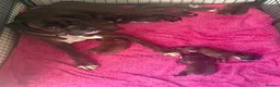 Boxer dogs for sale: Stunning Kc bobtail and tail boxers  - Advert 23