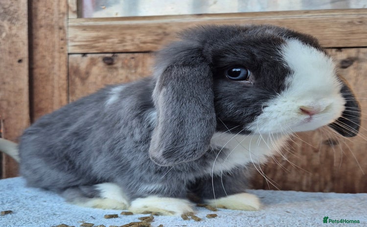 Mini Lop rabbits - Advert 1
