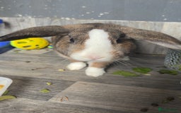 Mixed Breed rabbits for sale: Rufus and Teddy  - Advert 2