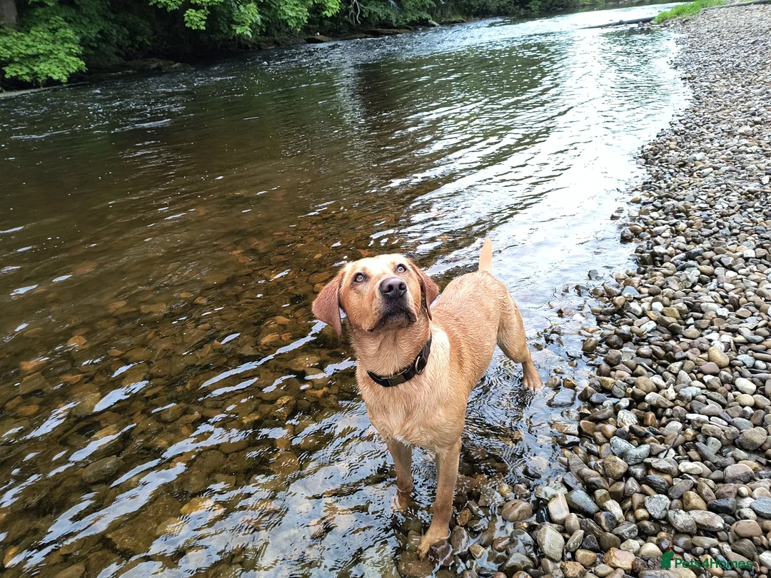 Labrador Retriever dogs for stud:  KC Registered Fox Red Labrador Retriever for stud in Doncaster - Advert 4