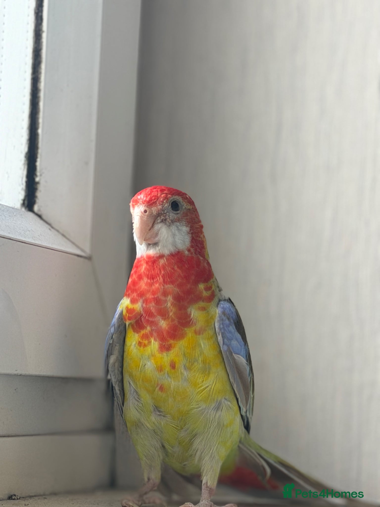 Parrots birds Beautiful pair of Rosella Parrots - Advert 7