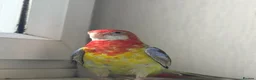 Parrots birds for sale: Beautiful pair of Rosella Parrots in Newport - Advert 1