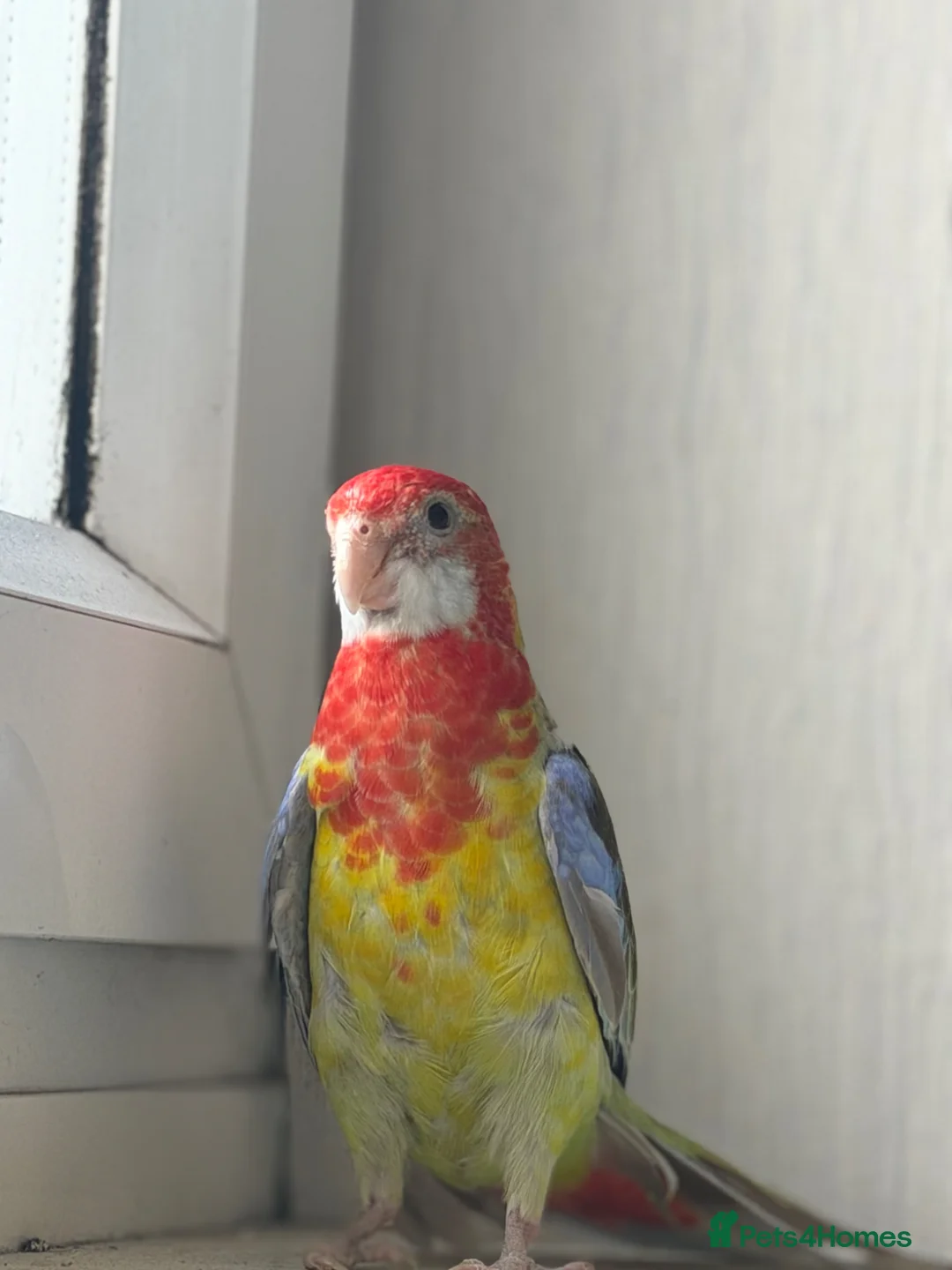 Parrots birds for sale: Beautiful pair of Rosella Parrots in Newport - Advert 1
