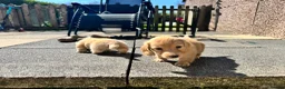 Miniature Dachshund dogs for sale: KC mini ee/ii cream long hair - Advert 16