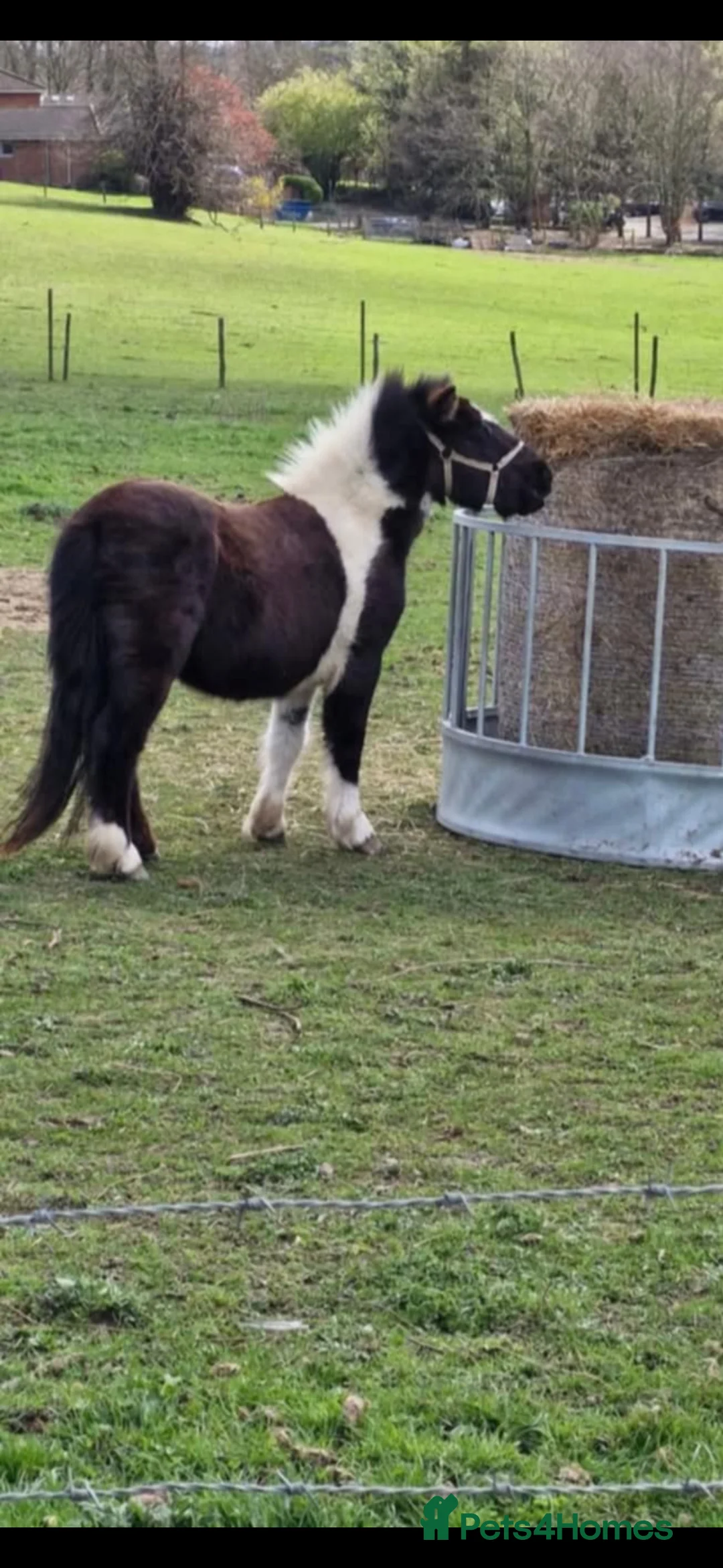 Dartmoor horses for sale: Ponys - Advert 2