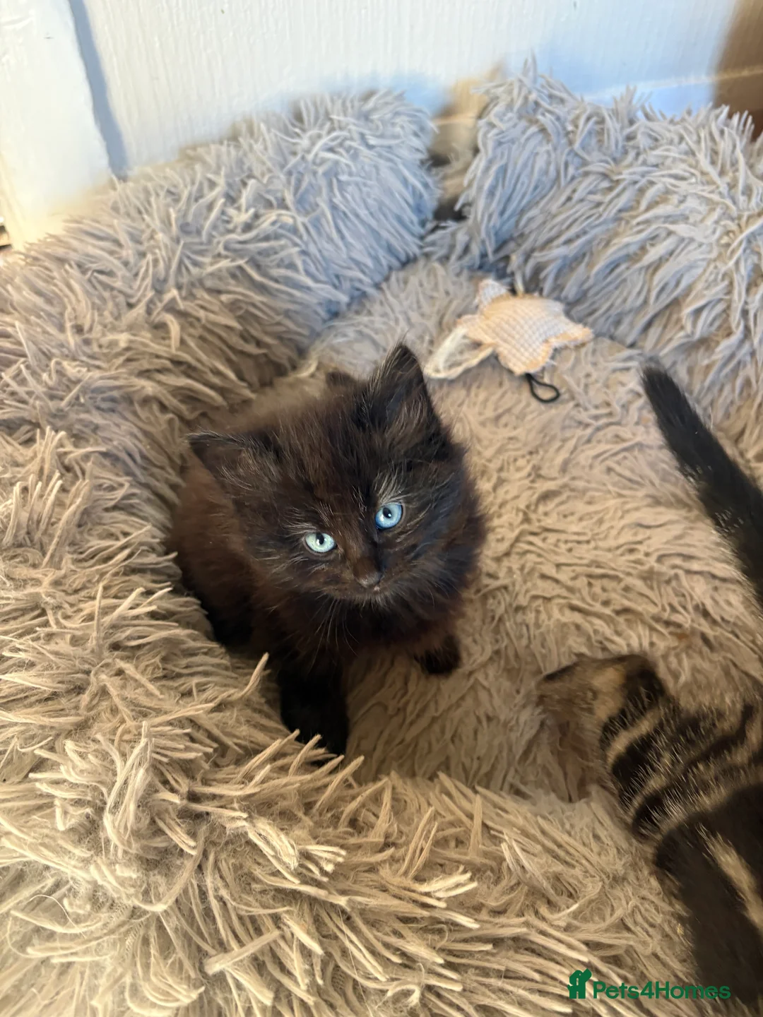 Mixed Breed cats for sale: Mixed breed kittens  - Advert 2