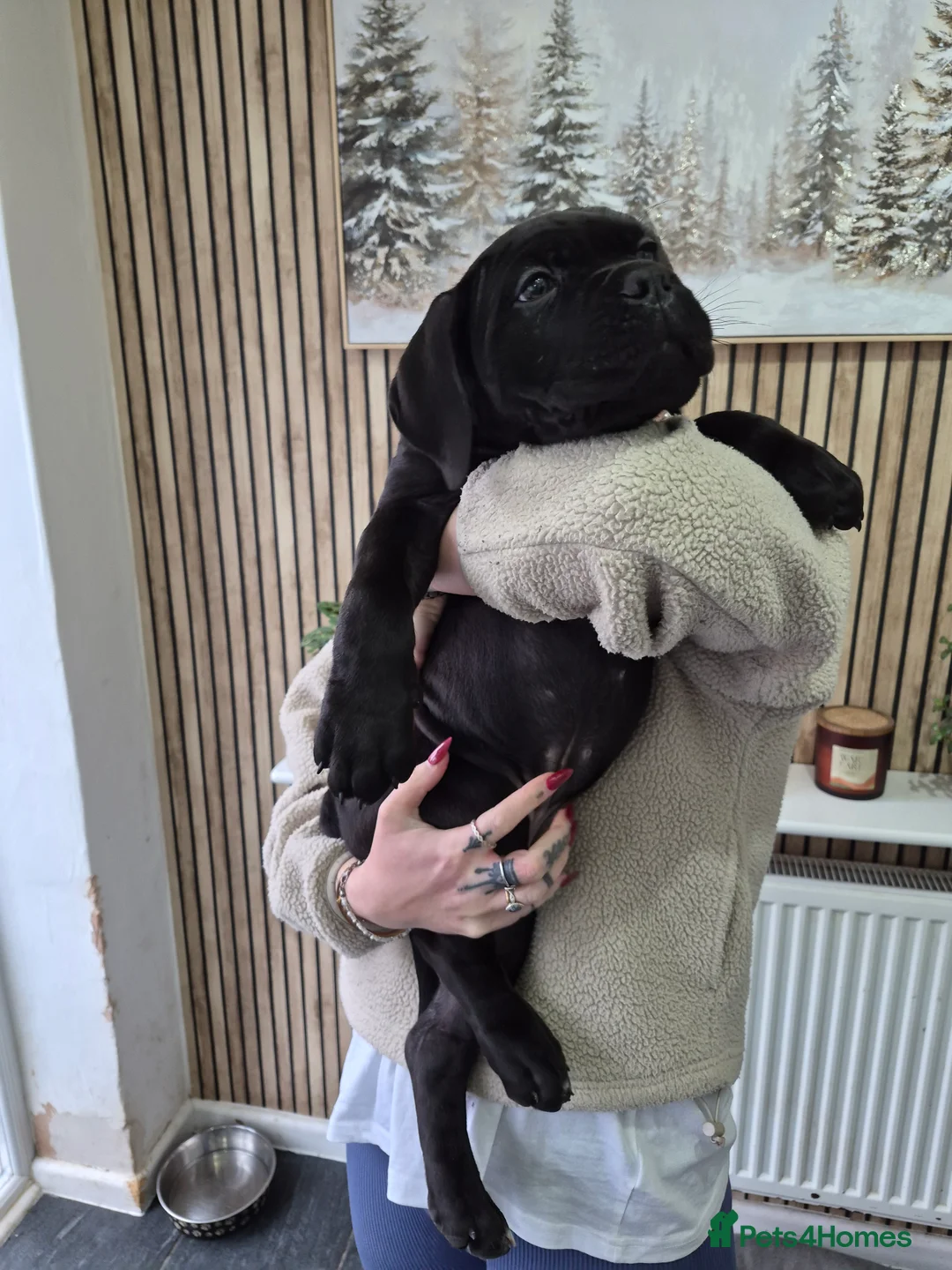 Cane Corso dogs for sale: ***REDUCED*** Cane Corso pups - Advert 2