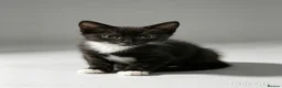 Mixed Breed cats for sale: 9 beautiful kittens left out of a litter of 18  - Advert 3