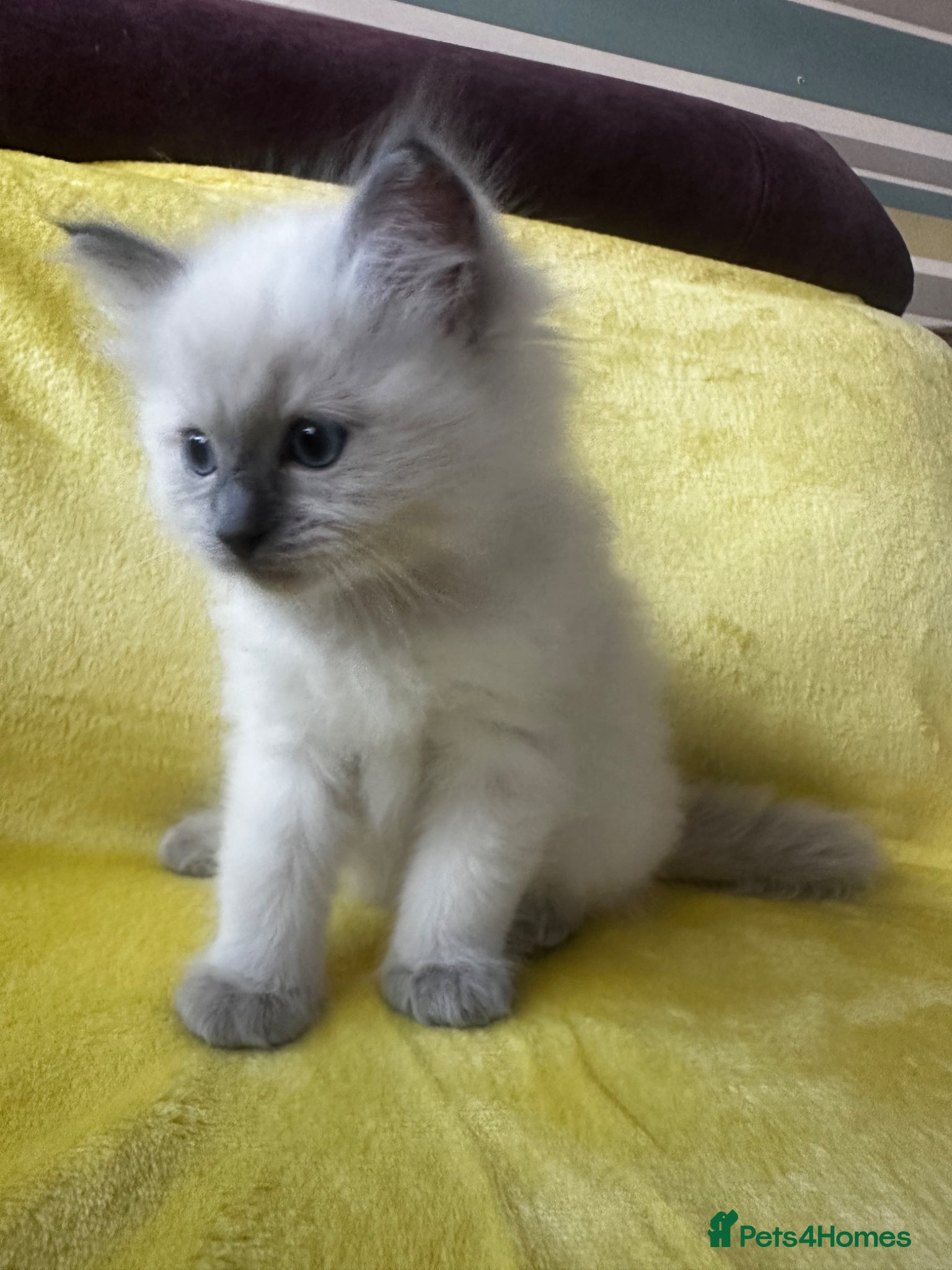 Ragdoll cats for sale: Beautiful Purebred Ragdoll Kittens - Advert 5