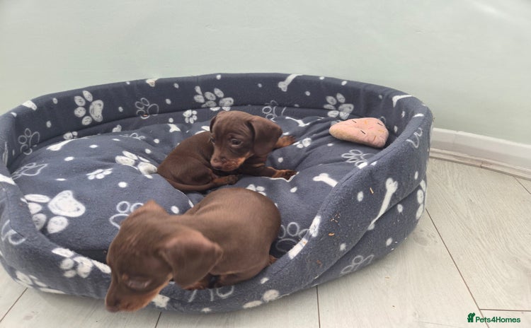 Miniature Dachshund dogs - Advert 4