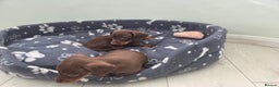 Miniature Dachshund dogs for sale: Mini Daxies for sale - Advert 3
