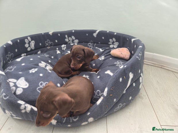 Miniature Dachshund dogs - Advert 8