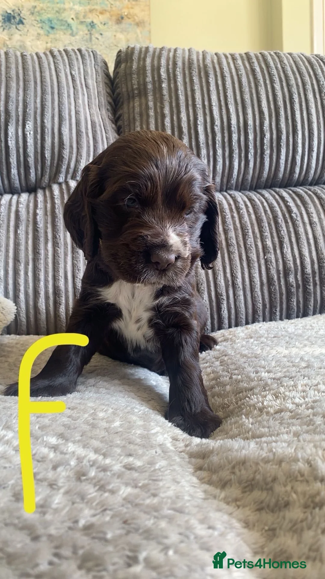 Cocker Spaniel dogs for sale: 100%show cocker spanials kc registered  - Advert 18