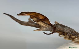 Gecko reptiles for sale: Young crested geckos various morphs Unsexed  - Image 6