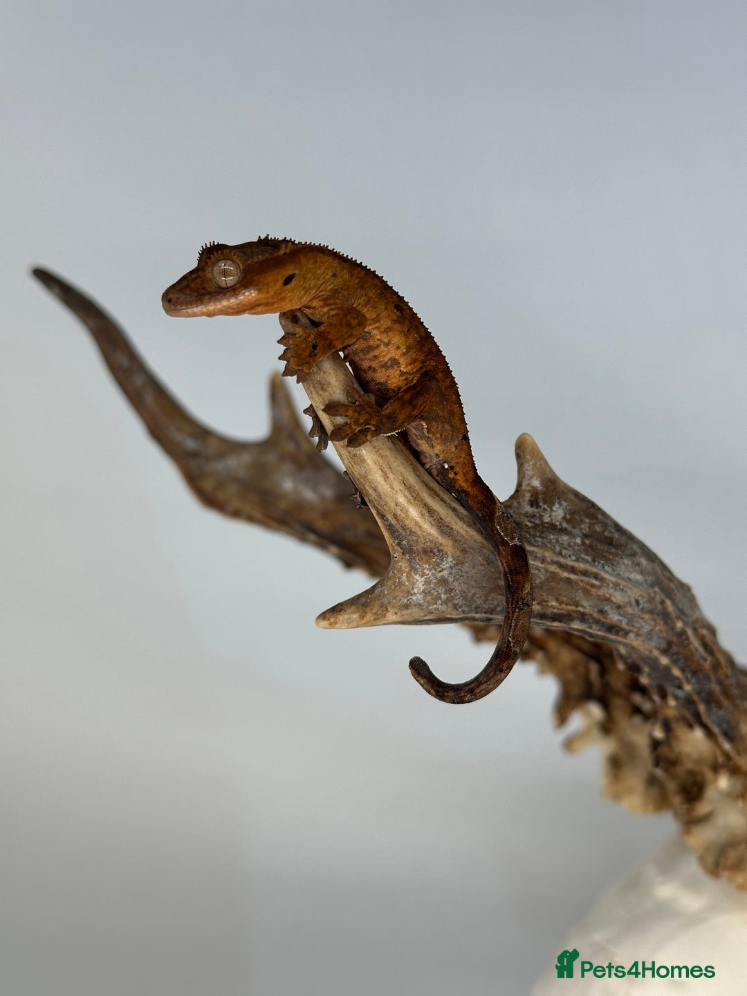 Gecko reptiles for sale: Young crested geckos various morphs Unsexed  - Image 6