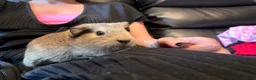 Guinea Pig rodents for sale: Father and son piggies - Advert 4