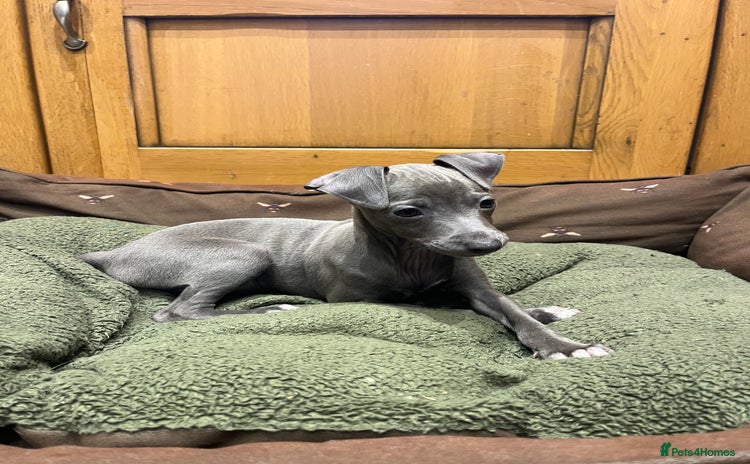 Italian Greyhound dogs - Advert 1