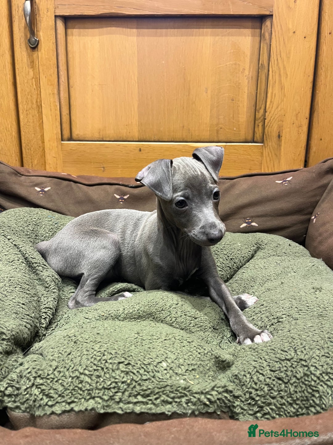 Italian Greyhound dogs for sale: Italian greyhound puppies  - Image 1