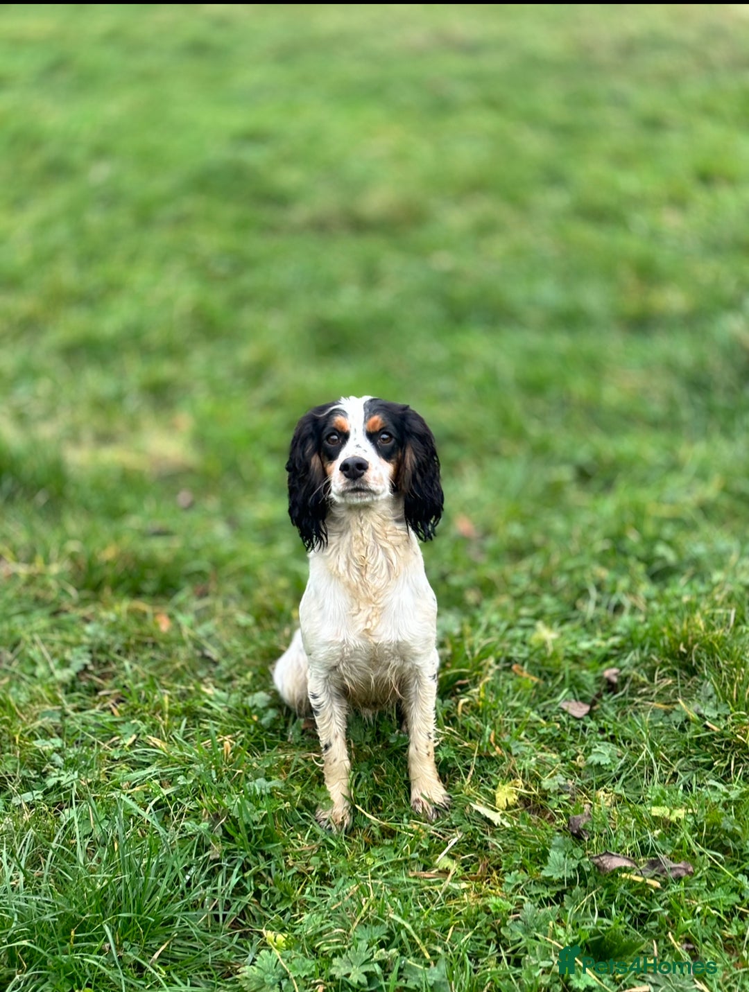 Cockapoo dogs for sale: Health tested Toy Cockerpoos - Advert 12