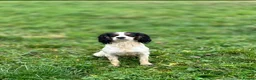 Cockapoo dogs for sale: LAST BOY REDUCED- Health Tested toy cockerpoos  - Advert 7