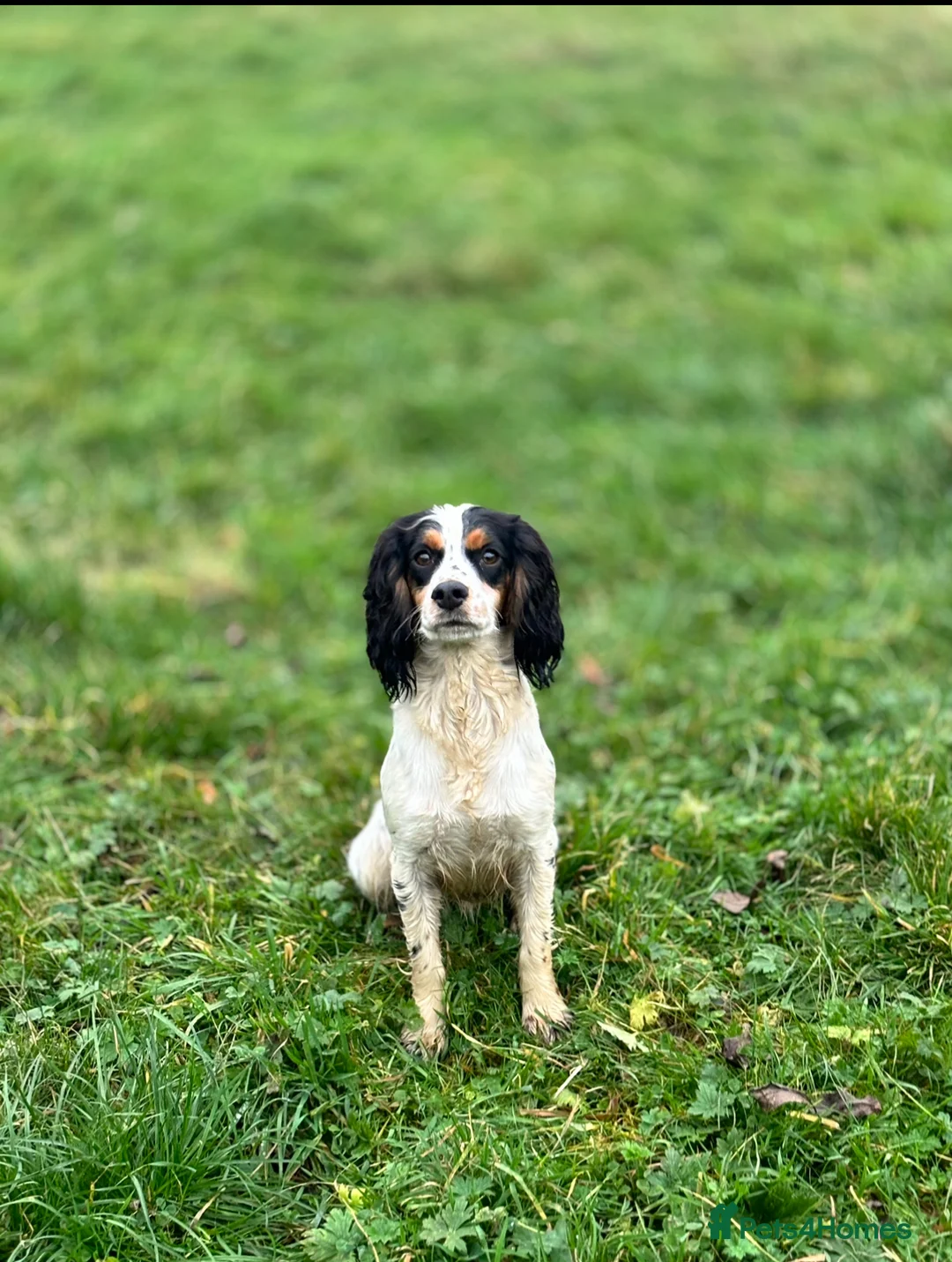 Cockapoo dogs for sale: LAST BOY REDUCED- Health Tested toy cockerpoos  - Advert 7