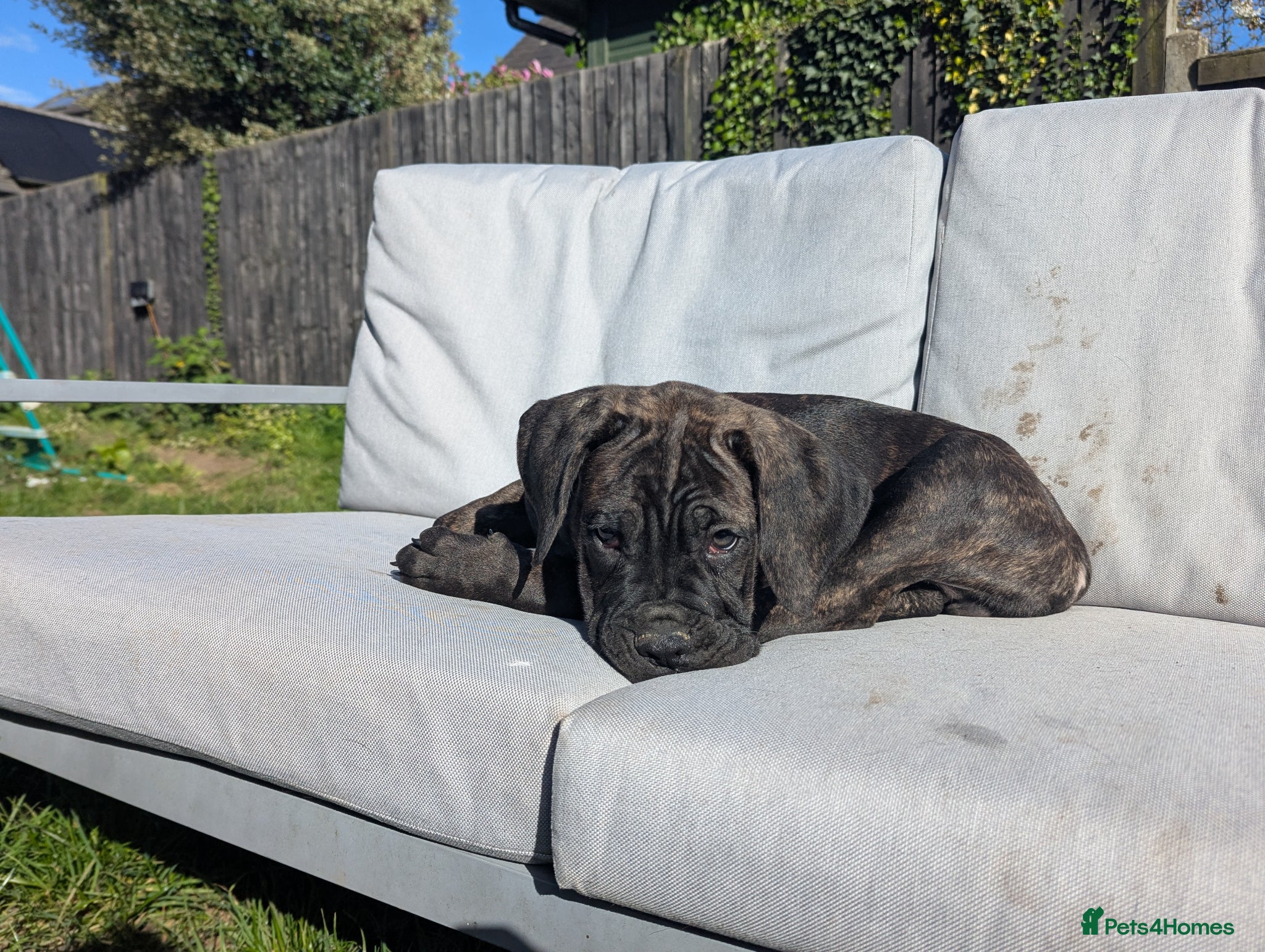Cane Corso dogs 🐾 Last Cane Corso Puppy Ready To Go! 🐾 - Advert 14