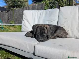 Cane Corso dogs 🐾 Last Cane Corso Puppy Ready To Go! 🐾 - Advert 14