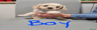 Cavapoo 6