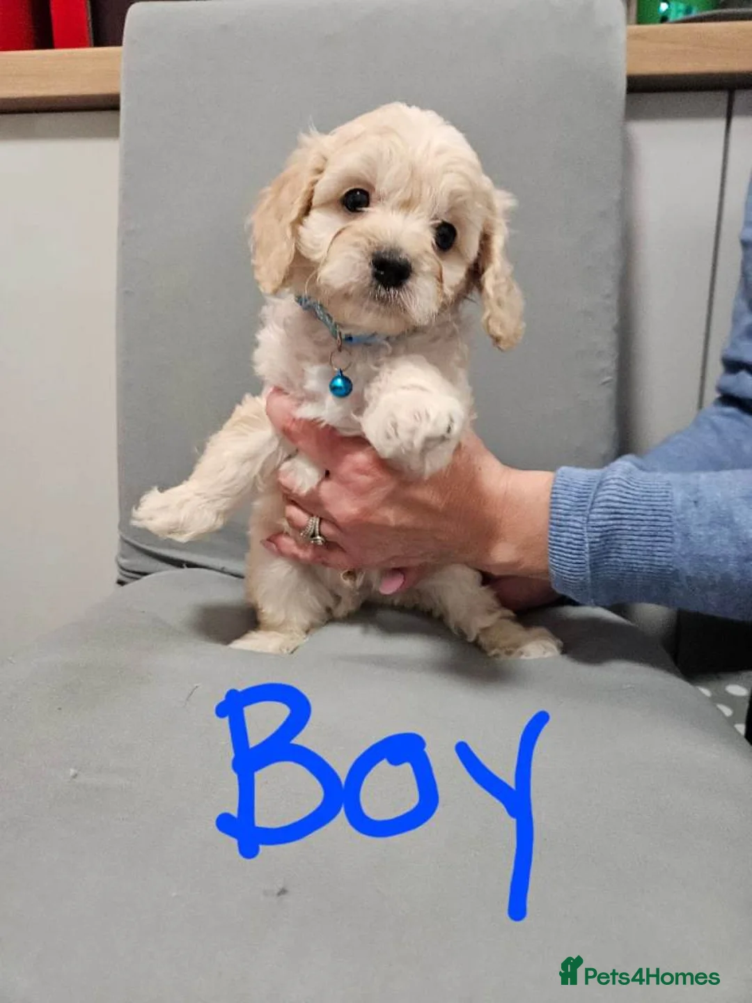 Cavapoo dogs for sale: Stunning Cavapoo Puppies Ready For Loving Homes in West Bromwich - Advert 2