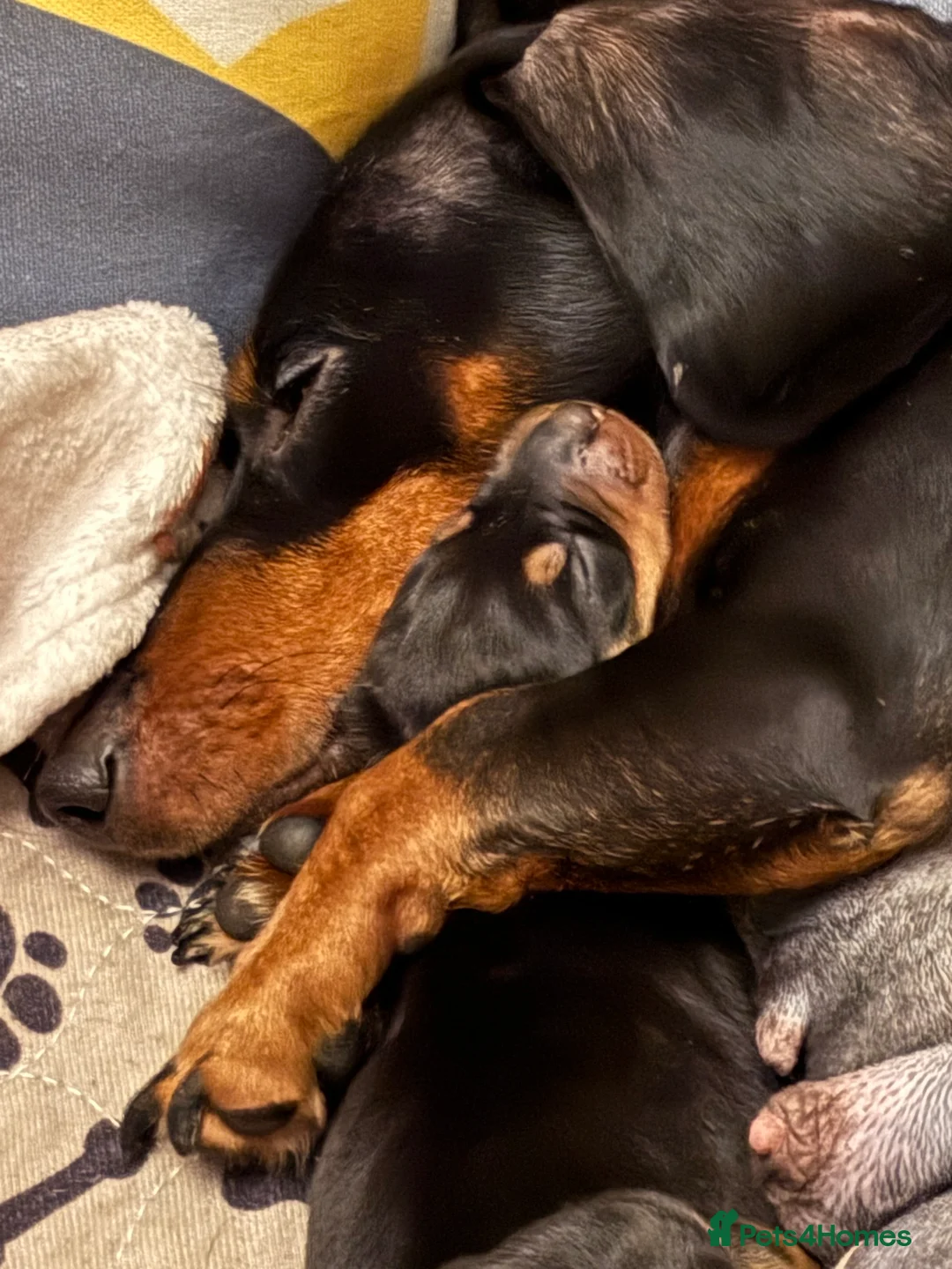 Miniature Dachshund dogs for sale: Miniature Dachshund Smooth Hair Puppies  - Advert 9