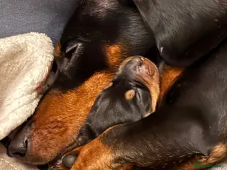 Miniature Dachshund dogs Miniature Dachshund Smooth Hair Puppies - Advert 10