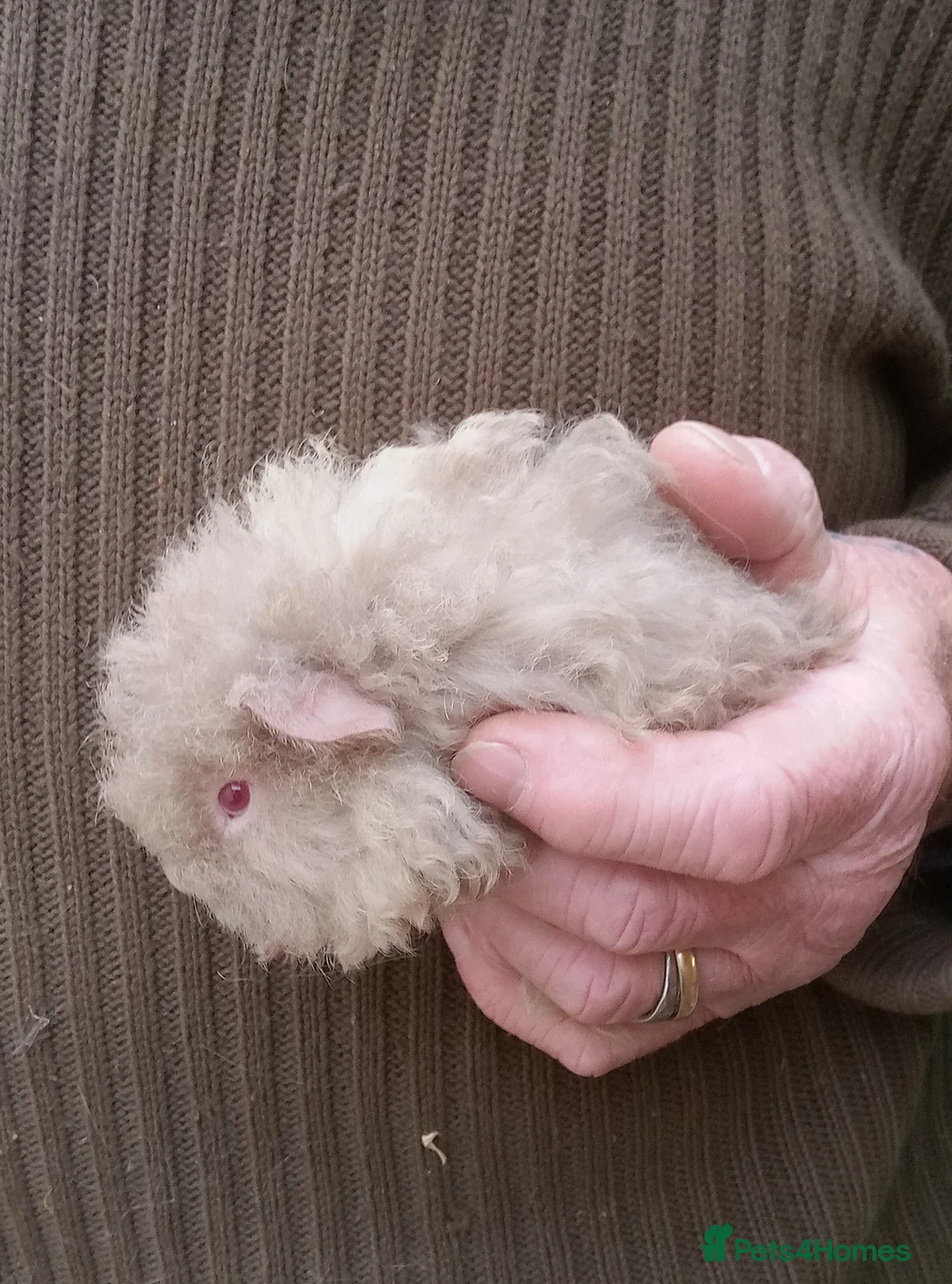 Guinea Pig rodents for sale: Long coated male guinea pigs  - Advert 4