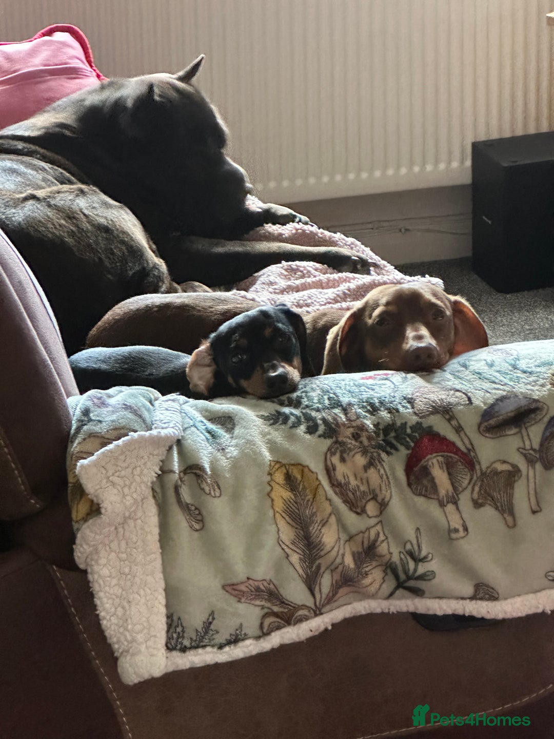 Miniature Dachshund dogs for sale:  Black and Tan miniature dachshunds - Image 4
