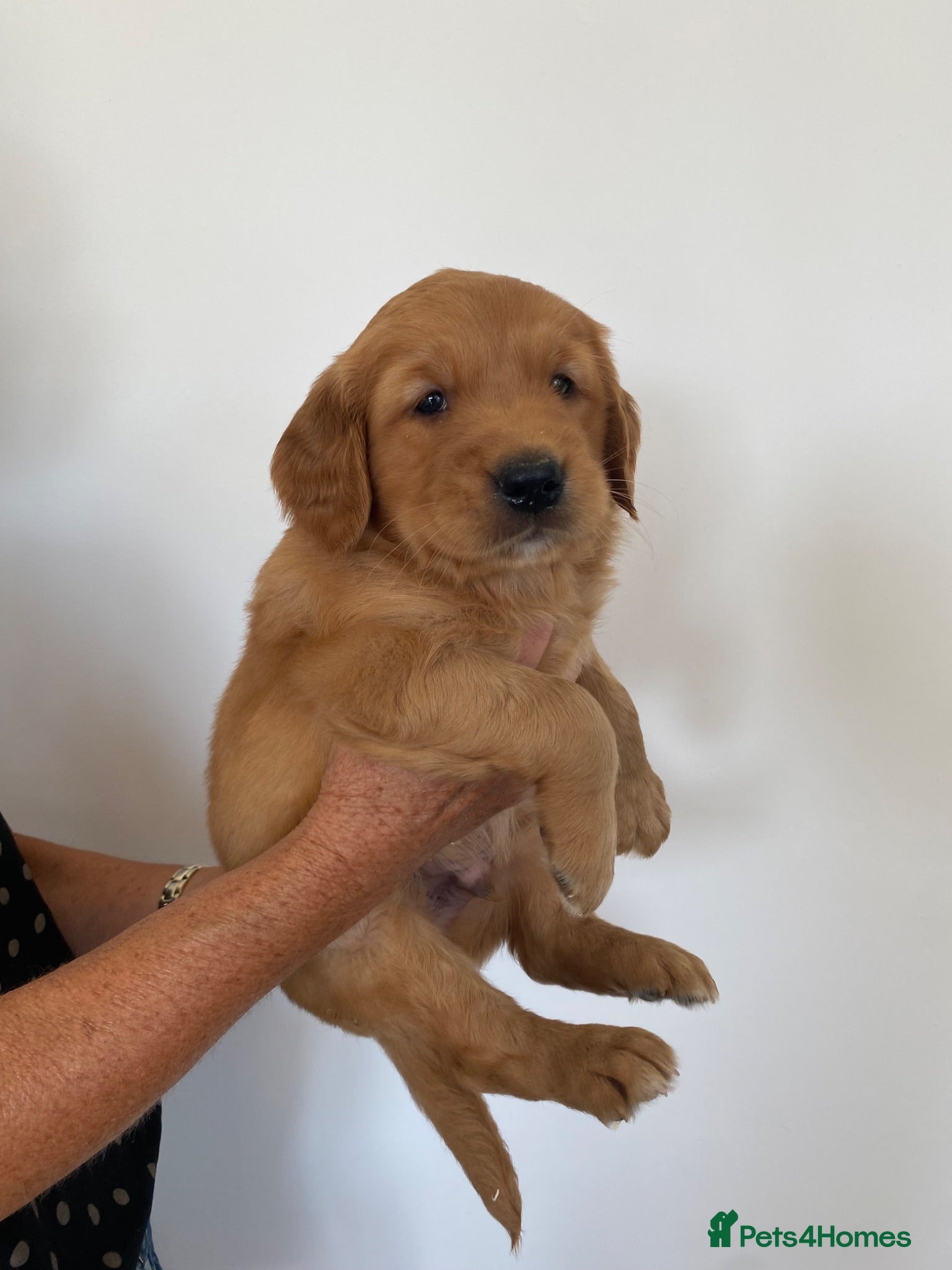 Golden Retriever dogs KC REG Golden Retriever puppies  - Advert 2