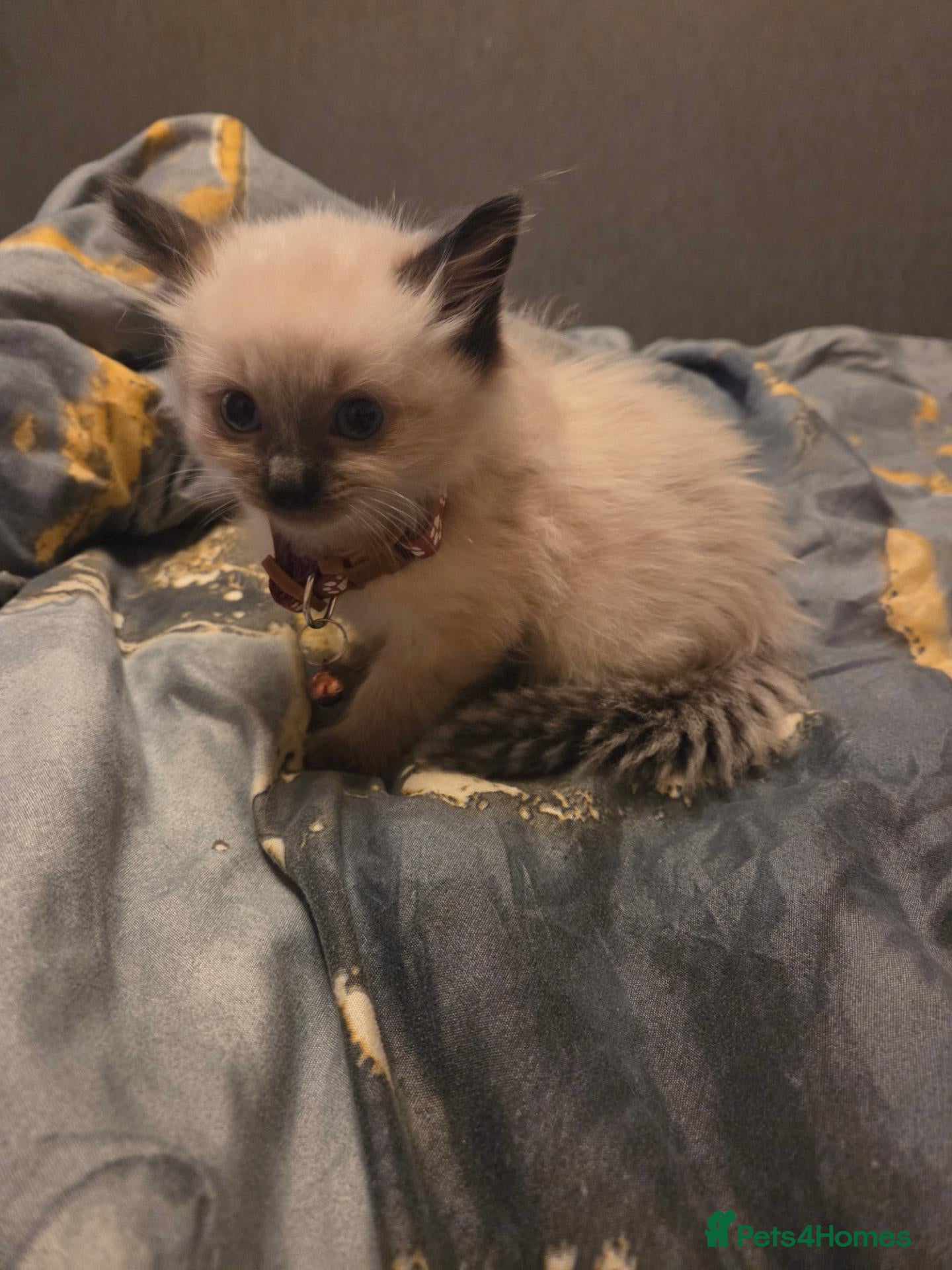 Ragdoll cats Ragdoll kittens for sale - Advert 2