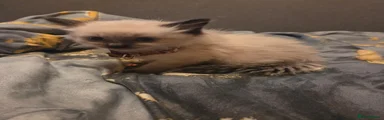 Ragdoll 1