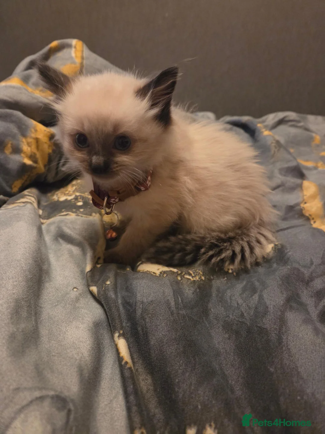 Ragdoll cats for sale: Ragdoll kittens for sale - Advert 2