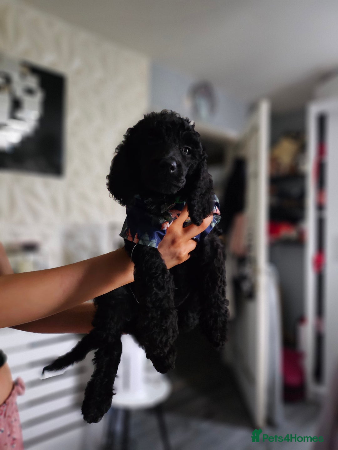 Standard Poodle dogs for sale: REDUCED TODAY!! Last 2 boys 1 cream 1 BLACK 😍  - Image 21