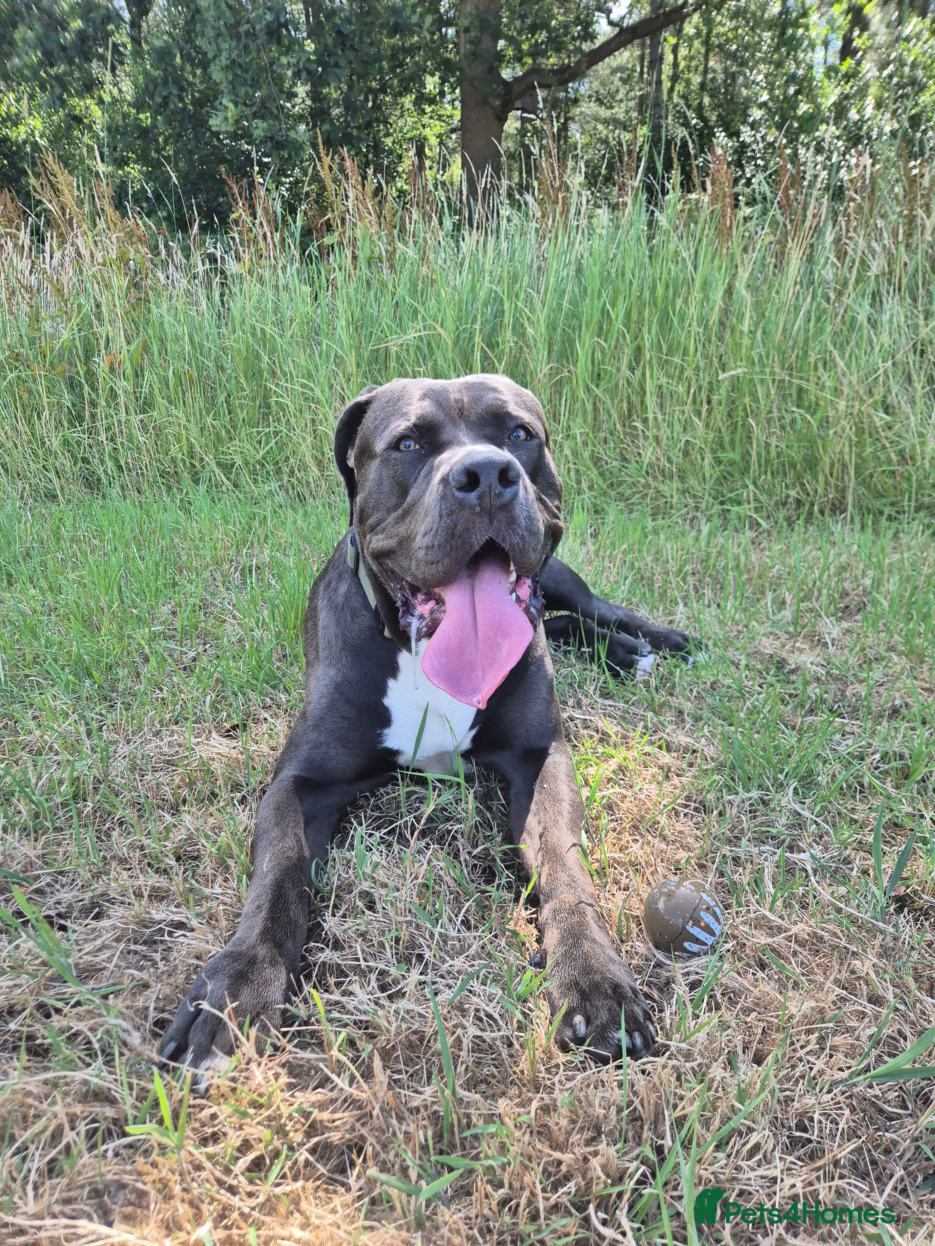 Cane Corso dogs Canecorso - Advert 3