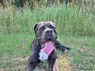 Cane Corso dogs Canecorso - Advert 2