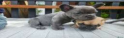 French Bulldog dogs for sale: Beautiful  KC registered French bulldog puppies  in Chorley - Advert 13