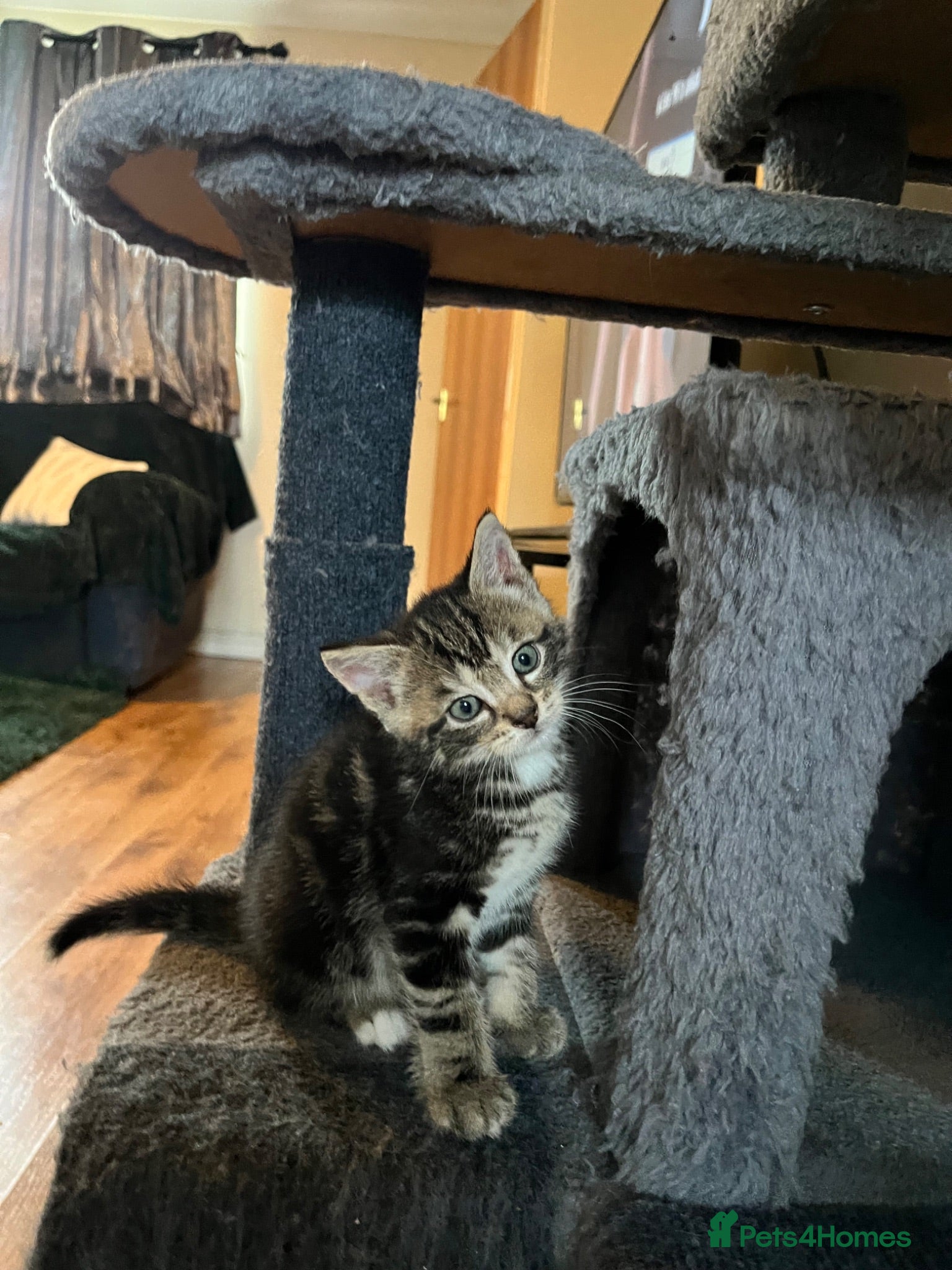 American Wirehair cats American wirehair/Bombay kittens for sale - Advert 1