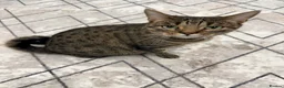 Mixed Breed cats for sale: Very Friendly Female Cat Looking for a Home 🙂 - Advert 2