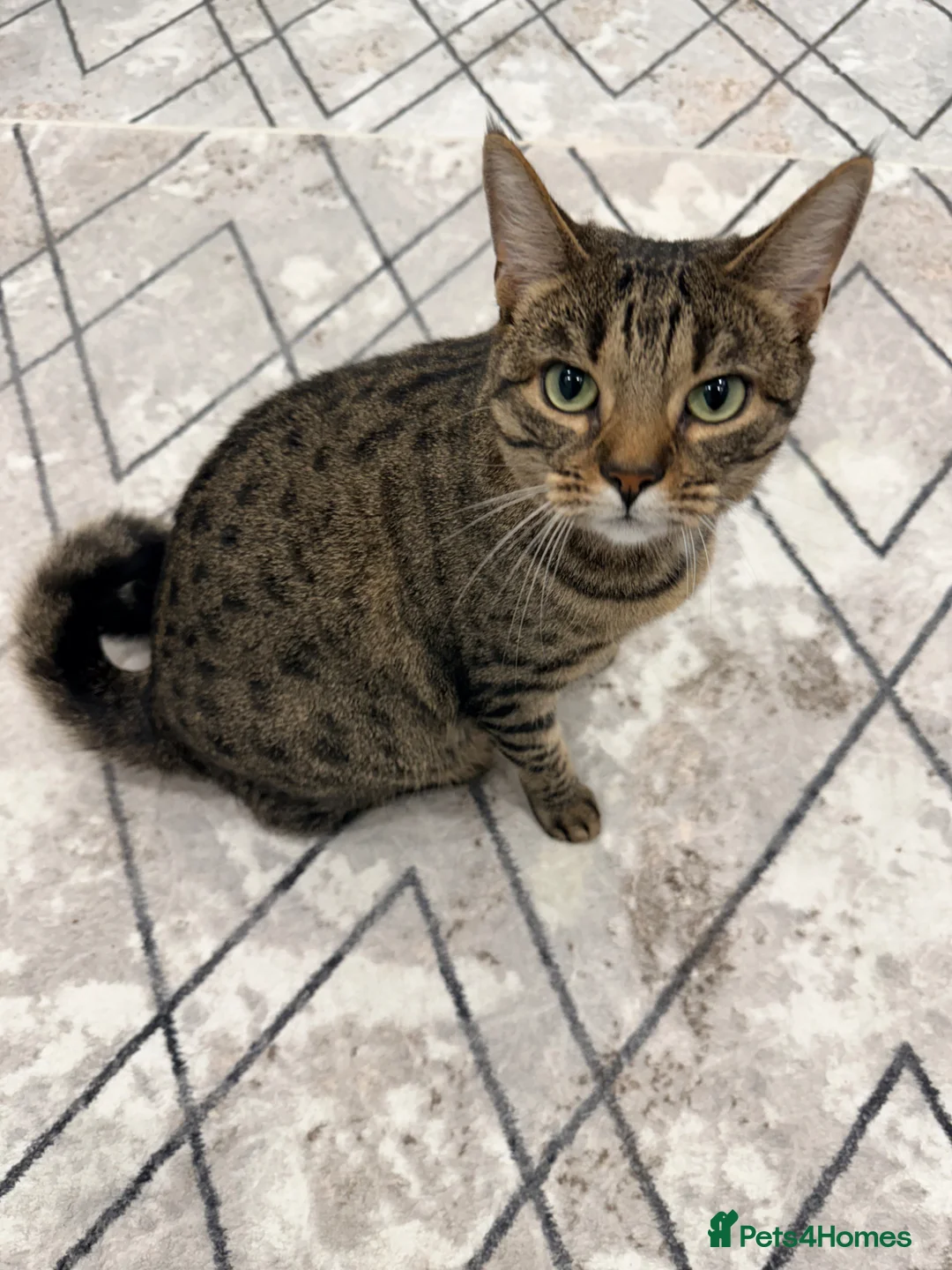 Mixed Breed cats for sale: Very Friendly Female Cat Looking for a Home 🙂 - Advert 2