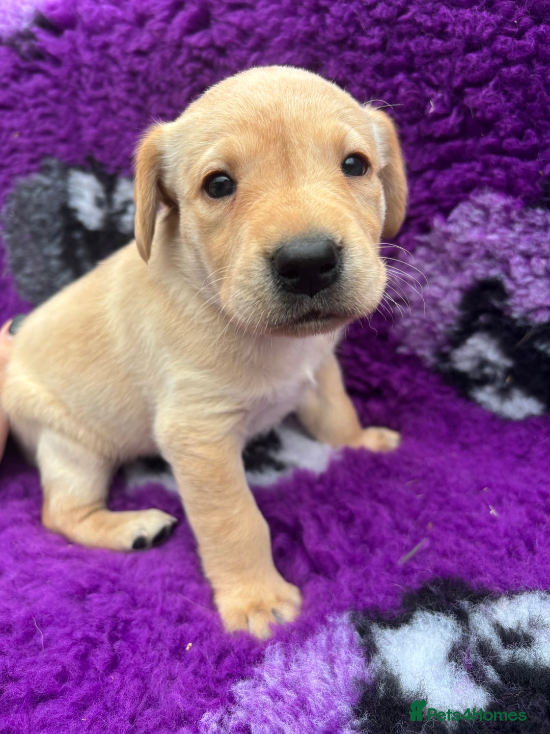Labrador Retriever dogs for sale: Gorgeous lab pups for new homes💙🩷 - Image 5