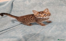 Mixed Breed cats for sale: BEAUTIFUL KITTENS VIDEOS - Image 12