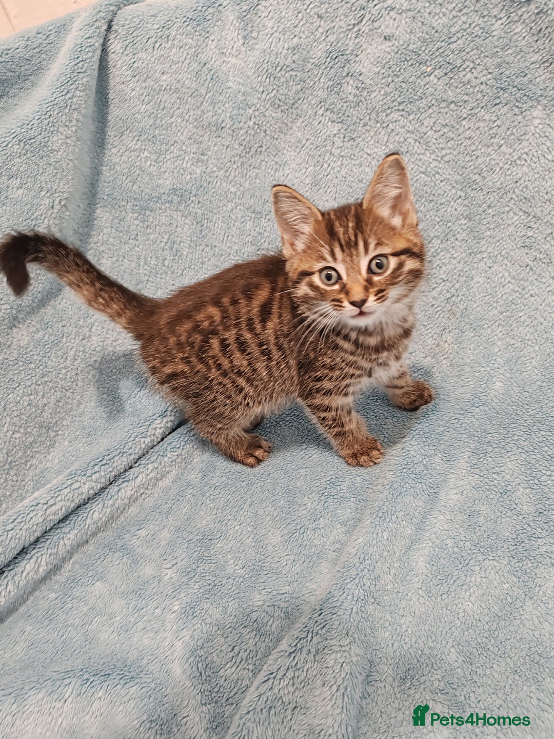 Mixed Breed cats for sale: BEAUTIFUL KITTENS VIDEOS - Image 12