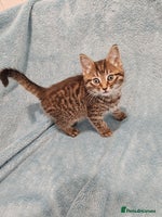 Mixed Breed cats - Advert 9